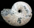 Iridescent Ammonite (Eboraciceras) Fossil - Russia #34629-1